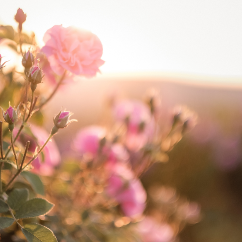 Blume - Gesundheit